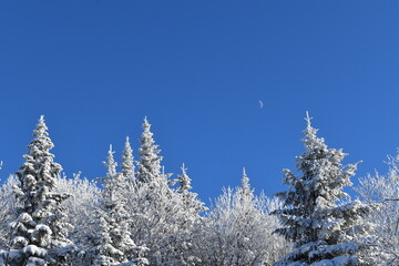 A snow-covered forest under a blue sky, Québec, Canada