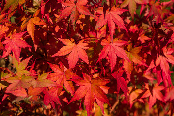 Naklejka na ściany i meble Amazing Red Maple Bonsai. Seeing a Japanese maple, fall in love with it forever! The beauty of Japanese maples culminates in the fall, when their foliage turns bright, almost stunning colors.