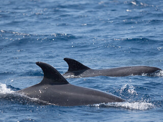 Dolphin sighting in Azores Island Atlantic Ocean