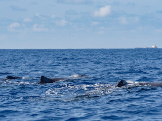 Sperm whale sighting in Azores Island Atlantic Ocean