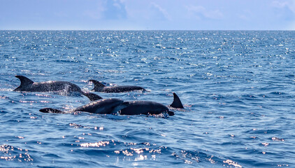 dolphins sighting in Azores Island Atlantic Ocean