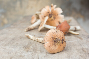 Close up, Termitomyces fuliginosus Heim mushroom