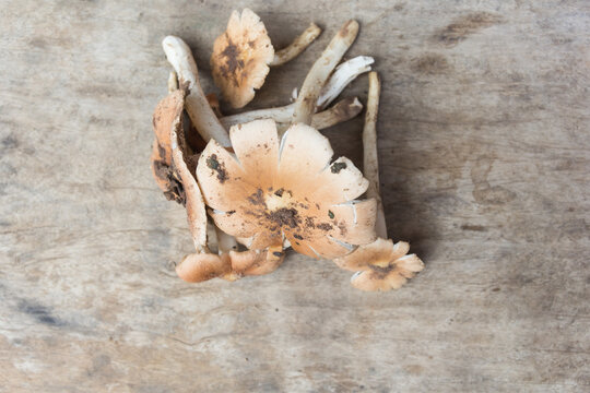 Close up, Termitomyces fuliginosus Heim mushroom