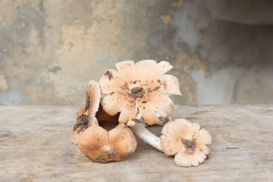 Close up, Termitomyces fuliginosus Heim mushroom