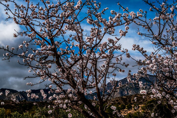 At the end of January, the almond blossom blooms in Alicante, Spain