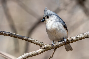 Tuffed Titmouse (Baeolophus bicolor) perched on a branch