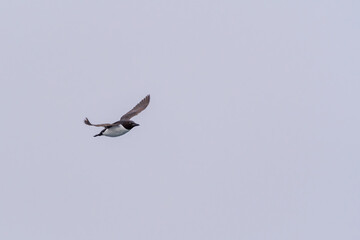 Brunnich's guillemot (Uria lomvia) or Thick-billed murre in flight over Svalbard, Norway.