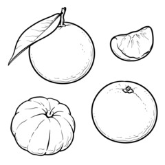 Set of fresh tangerine or mandarin fruits isolated on white background. Vector illustration.