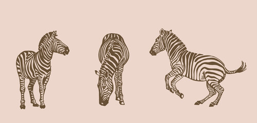 Vector  vintage collection of zebra , graphical illustration  © Vita