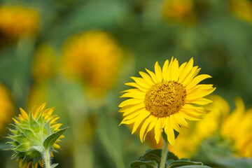 field of sunflowers