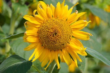 sunflower in the garden