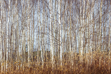 Birch trunks as a wooden background. Winter