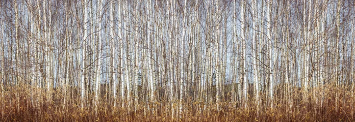 Papier Peint photo Bouleau Troncs de bouleaux en arrière-plan.Belle scène d& 39 hiver avec bosquet de bouleaux. Bannière, papier peint,