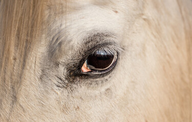Detail eye of a white arabian horse. Close up portrait. Full frame