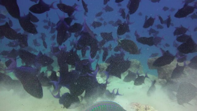 Schools of fish.  Fascinating diving off the coast of the Maldives archipelago.
