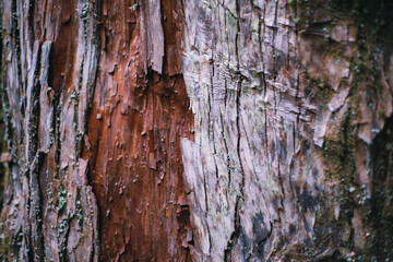 Winter Yaskuhima forest in Kyusyu Japan(World Heritage in Japan)