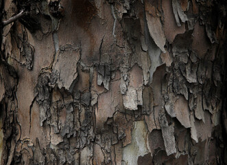 Close-up  flaky bark of  old tree