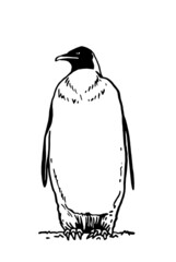 Graphical vector penguin on white isolated , bird of Antarctica and the south coast of Africa