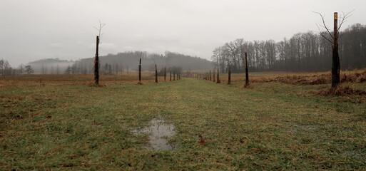 Depressive, ghostlike and foggy winters day in Czech countryside. A newly planted linden trees alley. Muddy puddle in the foreground.
