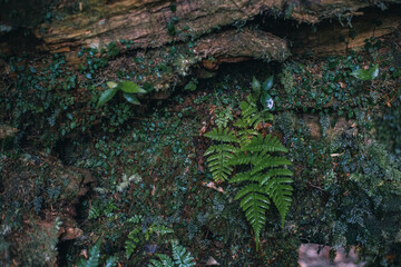 Winter Yaskuhima forest in Kyusyu Japan(World Heritage in Japan)