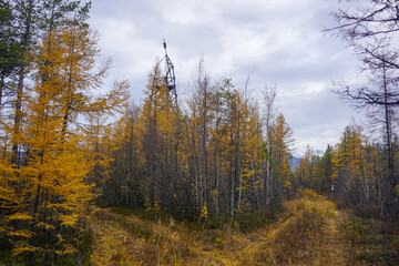 Taiga in autumn in the Trans Baikal Territory