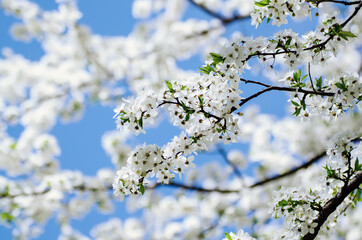 Plum spring flowers