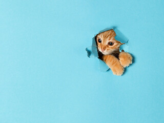 A cute red kitten peeks out through a hole in the paper. Playful and funny pet, blank for...