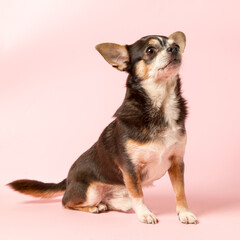 A small Chihuahua dog on a pink background. Looks away, a blank to advertise a veterinary store. Copy space.
