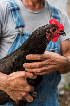 Urban farmer holding a Rhode island Red chicken