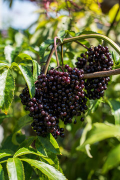Fruiting Elderberry, Sambucus nigra