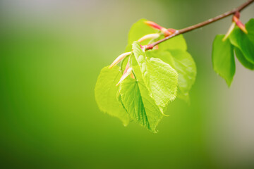 Sunny green leaves