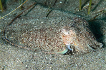 Cuttlefish on the sand at the bottom of the sea