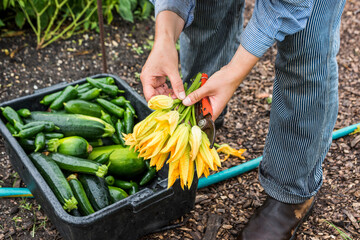 Urban farmer harvesting zucchini blossoms
