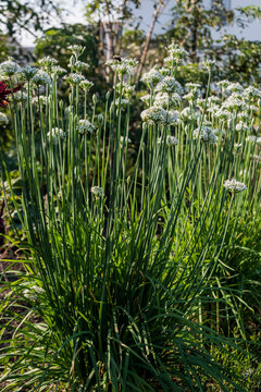 Garlic chives growing in an urban garden