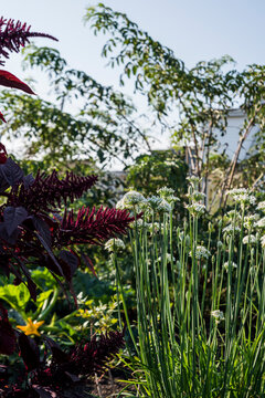 Garlic chives growing in an urban garden