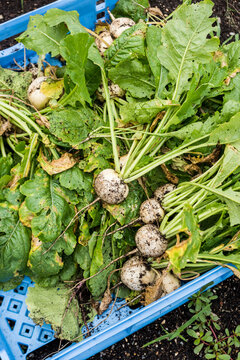 Harvested Hakurei Turnips on an urban farm