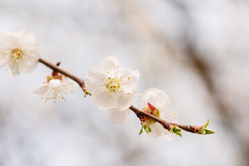 Apricot tree blossoms