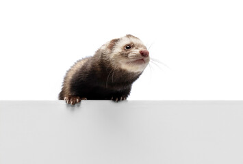 Studio shot of cute little white grey ferret isolated over white background. Concept of happy domestic and wild animals, care