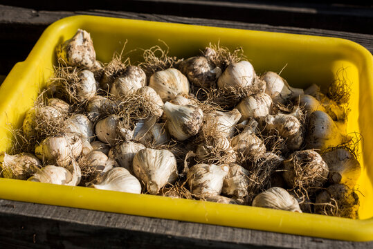 Bin of freshly harvested garlic bulbs at an urban farmstand