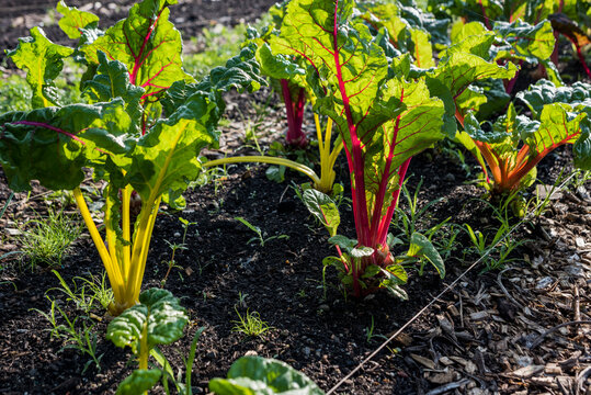 Rainbow Chard, growing on an urban farm