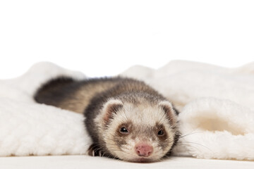 Cute little white grey ferret lies in a warm blanket isolated on white background. Concept of happy domestic and wild animals, care