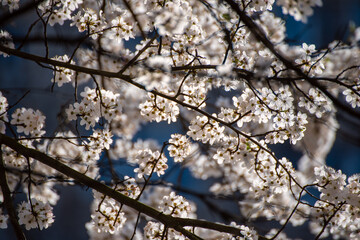 Apricot tree blossoms