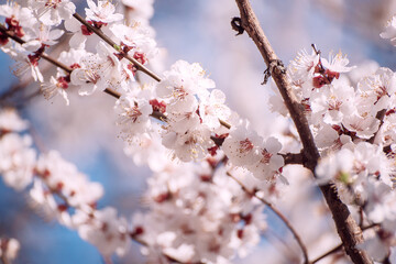 Apricot tree blossoms