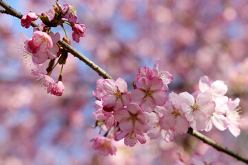 Pink sakura flowers on a branch at sunny day. Cherry blossom in spring garden on blue sky background