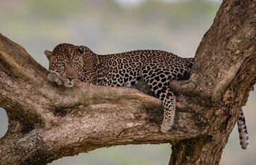 Leopard in a tree in Africa  © Harry Collins