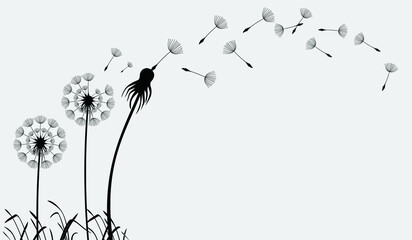 Hand drawn dandelion flowers. Abstract floral summer posters, wall art isolated on white background,  Creative vector illustration
