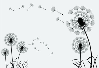 Hand drawn dandelion flowers. Abstract floral summer posters, wall art isolated on white background,  Creative vector illustration
