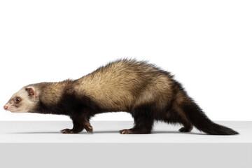 Fototapeta premium Portrait of fluffy ferret posing isolated on white background. Concept of happy domestic and wild animals, care