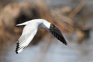 Black-headed gull