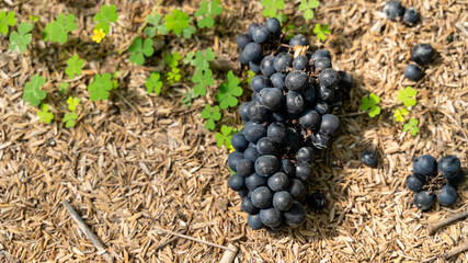 Freshly gathered grapes of Hamburg Muscat on the ground